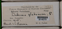 Diderma globosum image